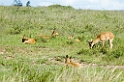 Serengeti Reedbuck01